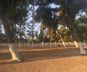 55. Al Masjid Al Aqsa - Olive Trees
